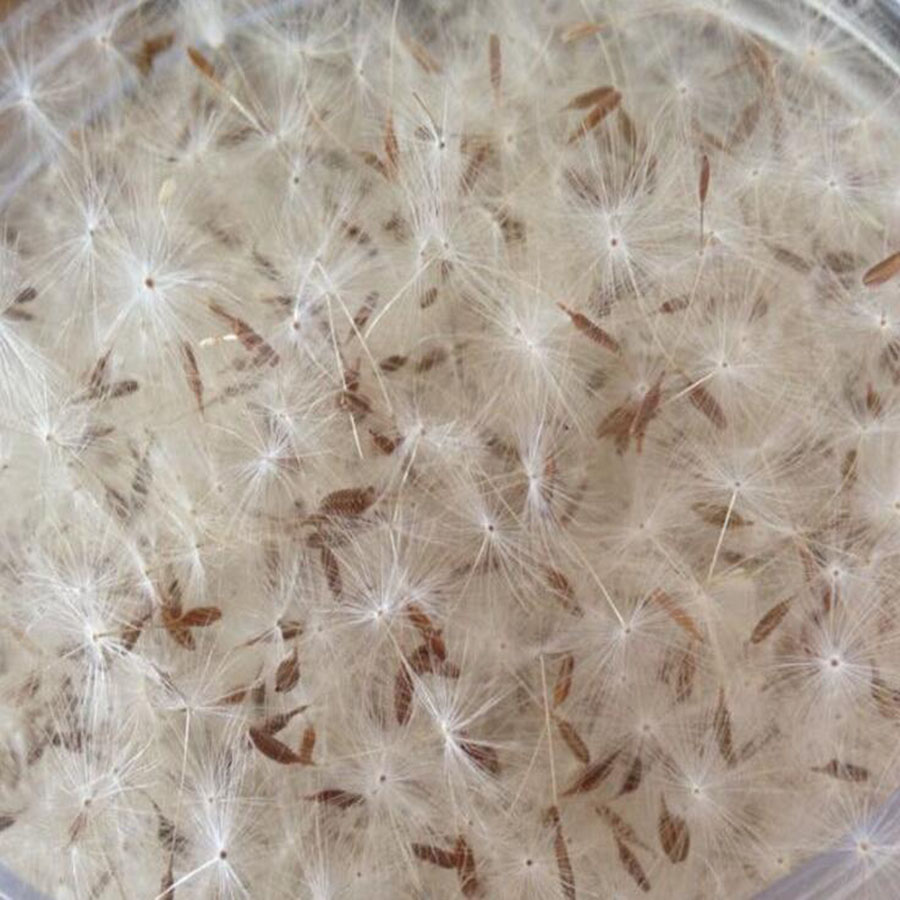 100Pcs Mini Witte Gedroogde Pa - Flower Preservation Resin recensie en prijs